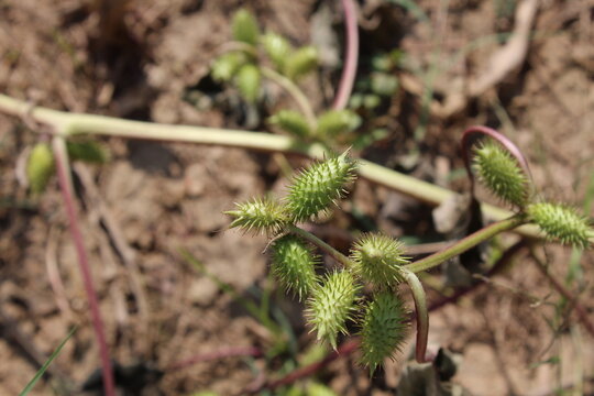 Cocklebur (Xanthium strumarium) plant, developing green spiny burrs (fruits) or seedheads 