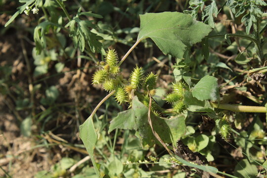 Cocklebur (Xanthium strumarium) plant, developing green spiny burrs (fruits) or seedheads 