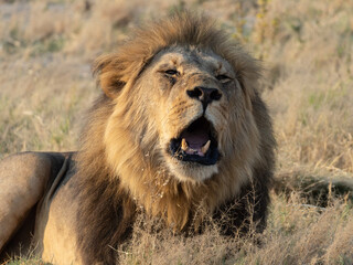 Roaring lion © Dave The Mariner