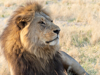 portrait of a male lion in the wild © Dave The Mariner