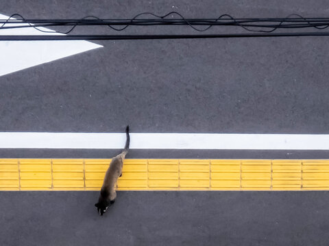 道路を渡るハクビシン