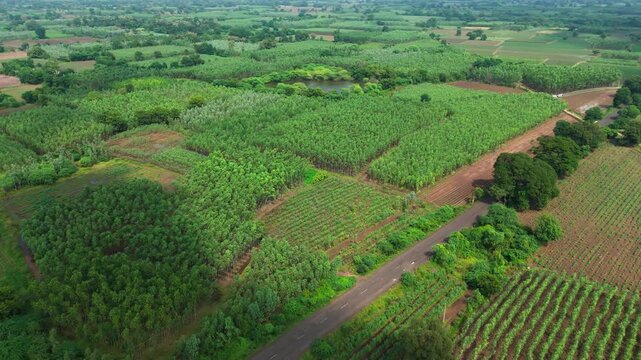 The drone sweeps across geometric eucalyptus plots and neighboring crop rows as the roadside shifts out of the foreground.