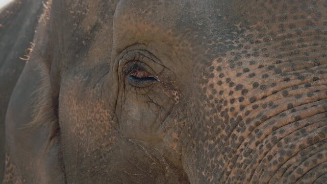 An elephant stands in its habitat. The camera focuses on its eye and skin texture. This shows the elephant's features and details of its appearance.