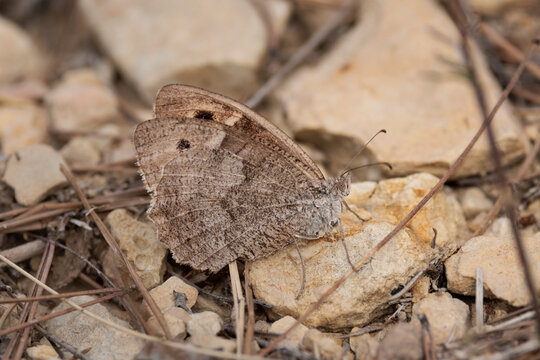 Mariposa s&aacute;tira camuflada sobre piedras calizas en su h&aacute;bitat natural, Bocairent, Espa&ntilde;a