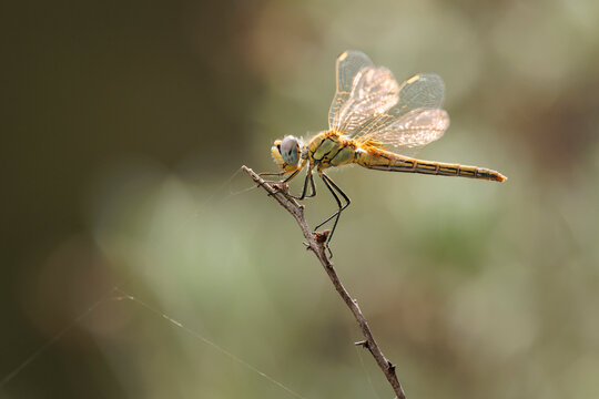 Libelula Sympetrum de cuerpo amarillo posada en una rama seca a contraluz en primer plano, Bocairent, Espa&ntilde;a