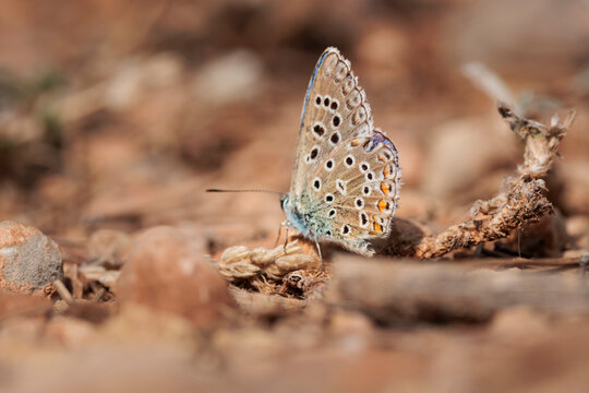 Mariposa &iacute;caro camuflada sobre el suelo terroso de su h&aacute;bitat natural de parque natural Sierra de Mariola, Bocairent, Espa&ntilde;a