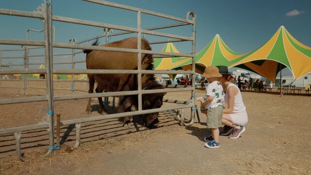 A woman and her child are at the zoo. They are feeding a bison through the fence of its enclosure. Other visitors can be seen enjoying the day in the background.