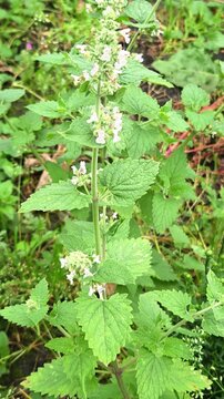 Catnip plant with white flower spikes blooming in the garden