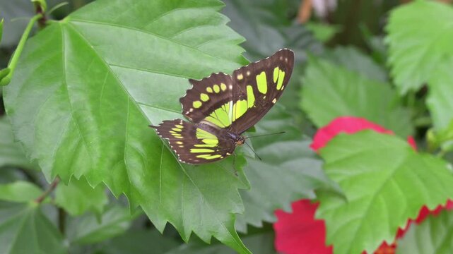 Malachite butterfly (Siproeta stelenes) native to Central and South America. Captive, UK 
