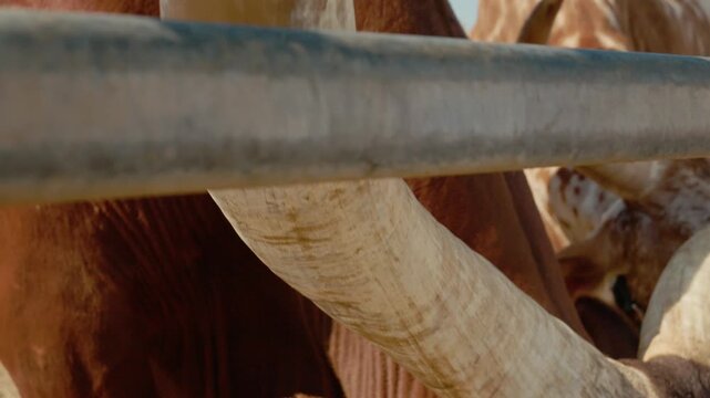A Watusi cow is seen at the zoo. It moves around, grazing and exploring its surrounding area. The sun is shining, and the animals are active.