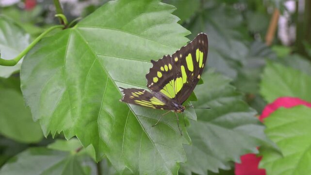 Malachite butterfly (Siproeta stelenes) native to Central and South America. Captive, UK 