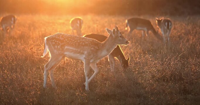 Deer herd peacefully grazing on dry grass in a wild meadow during the golden hour, with warm sunlight illuminating the natural habitat and reflecting off their coats. Fairy tale in autumn forest