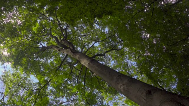 Looking up at Tall Beech Tree with Changing Sunlight 4K. A low angle perspective captures the majestic trunk and green canopy of a tall beech tree against a blue sky. 