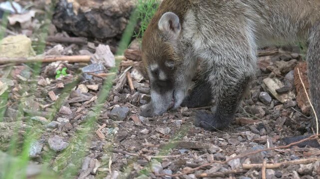 White-nosed Coati (Nasua narica) in closeup, foraging on the ground for food. Native to Central America - Captive [Slow motion x4]