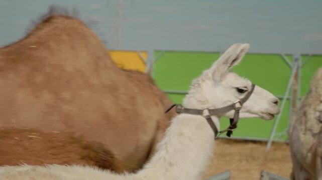 A group of llamas and a camel are together at a farm. They are moving around and making sounds. People can be seen nearby watching them enjoy their time.