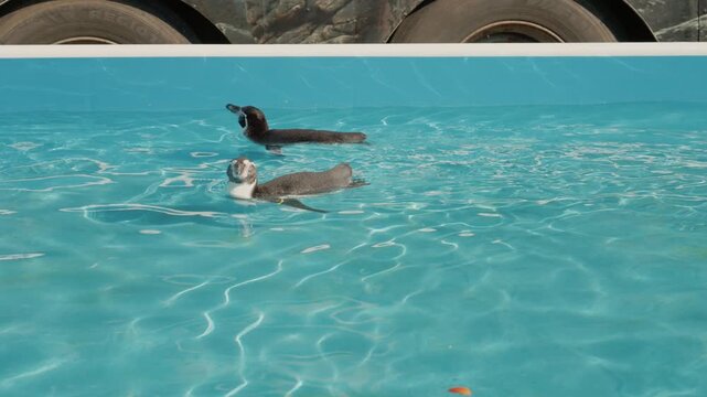 Two penguins swim in the clear water of a local marine exhibit. They dive and splash as they explore their environment in a playful manner.