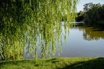 A beautiful willow tree with graceful, drooping branches standing by a pond © KseniaJoyg