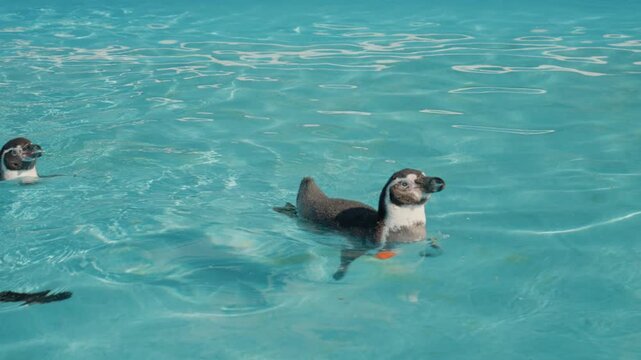 Three penguins swim in clear water at a marine park. They dive and play while enjoying their time in the water under the sun.