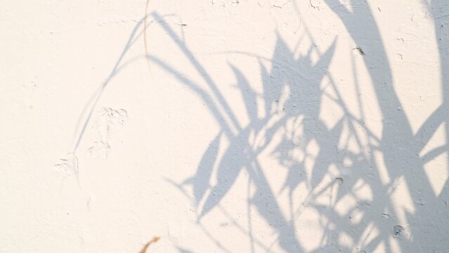 Soft shadows of green leaves and branches cast on a textured white wall.