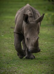 Young white rhinoceros standing in its habitat © Robert