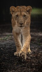 Lion cub walking toward the camera © Robert