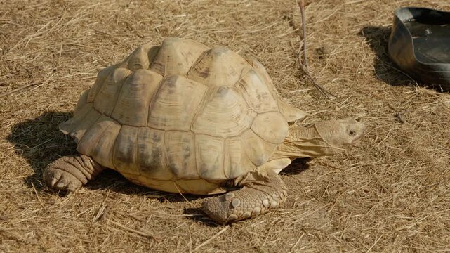 A turtle walks on dry ground in a sunny area. It explores the surroundings and moves at a slow pace, enjoying the warmth of the sun.