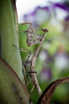 Praying mantis clinging to a plant stem