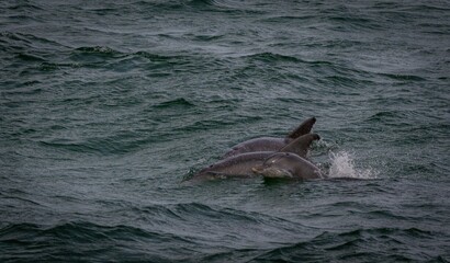 Bottlenose dolphin surfacing in a choppy sea © Robert