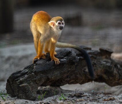Squirrel monkey perched on a weathered log