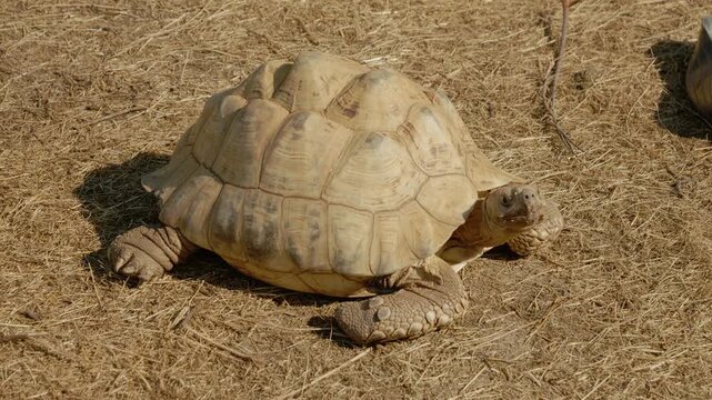 A turtle crawls slowly over dry grass in a sunny area. It explores its surroundings while searching for food and avoiding obstacles.