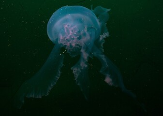 Moon jellyfish drifting in green water © Robert