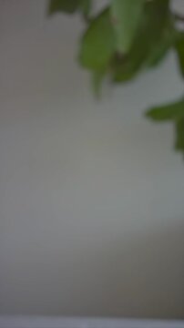 Small emojis drift across soft home background near greenery, mobile reaction stickers, chat mood, social feedback, app communication, playful messages, and light digital expression for social apps.