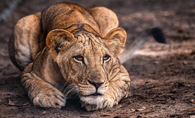 Lion cub crouching low and stalking © Robert