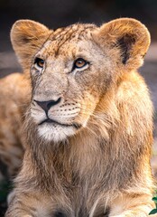 Portrait of a young lion gazing into the distance © Robert
