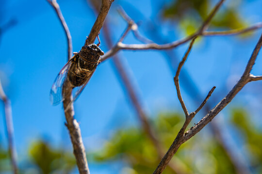 Close-up of a cicada perched on a dry branch against a bright blue sky with blurred green foliage in the background