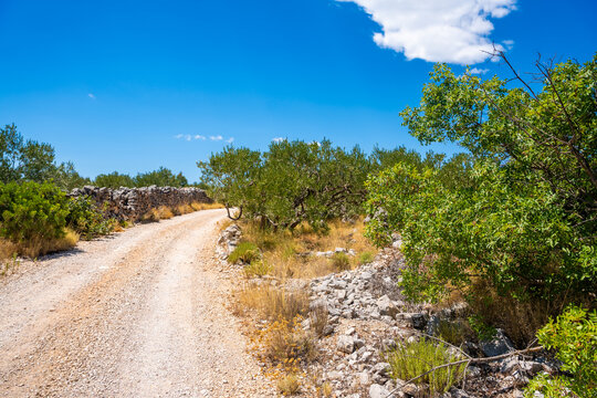 Dirt road winding through olive trees and stone walls under a clear blue sky in a rural landscape next to Gornje Selo, Croatia