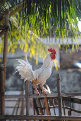rooster on the farm © Eno