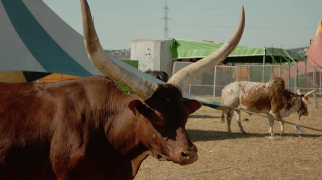 A Watusi cow at the zoo. The cow walks around and grazes while visitors watch. Other animals are also present in the background.