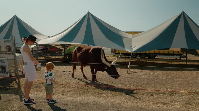 A Watusi cow grazes in a zoo setting. A child stands nearby, watching the cow with curiosity. Tents provide shade on a sunny day at the zoo.