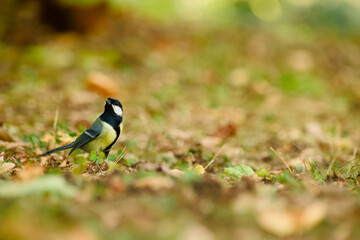 Great tit standing on the woodland floor among fallen leaves and low vegetation, looking upward in soft natural light © in_colors