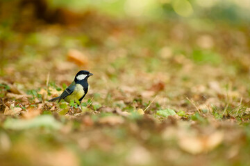 Great tit standing on the woodland floor among fallen leaves and low vegetation, shown in side profile © in_colors