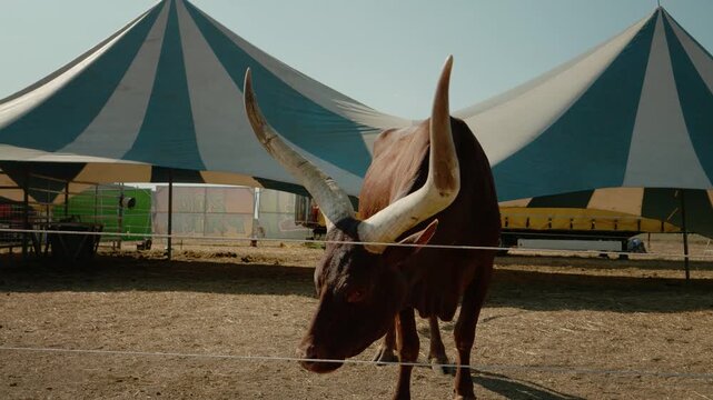 A Watusi cow is seen at the zoo standing near a large tent. The animal looks around and moves in the sunny area. Visitors watch and take pictures of the cow.