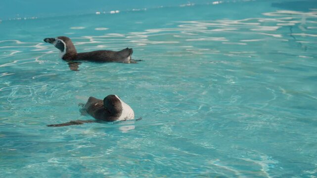 Penguins are swimming and diving in the water at an animal habitat. They move around happily, enjoying their time in the clear blue water.