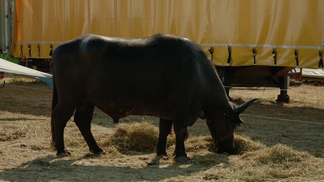 An Indian bison is seen eating hay in a grassy area close to a large yellow trailer. The animal grazes calmly while surrounded by dry grass.
