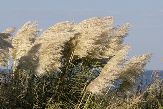 Pampas grass plumes blowing in wind by tagus river