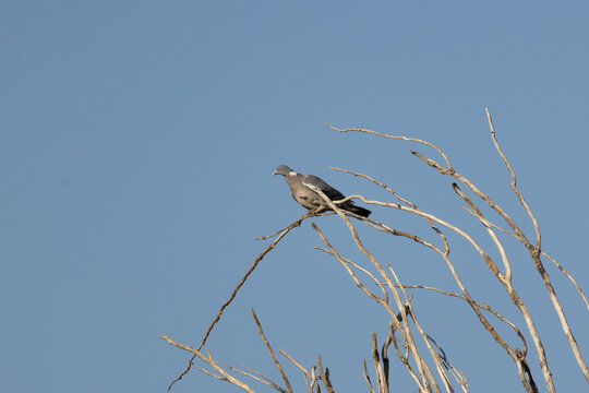 Wood pigeon perching on bare branches against blue sky