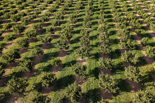 Aerial view of a hazelnut farm with neat rows of trees planted in green grass under bright sunlight in Woodburn, Oregon, United States.