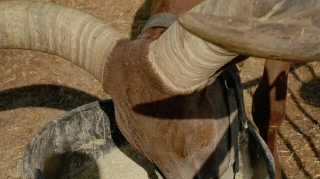 A close look at the large horns of a Watusi cow. The cow stands in a dry field, showing its impressive size and shape. Observers can appreciate the unique structure.