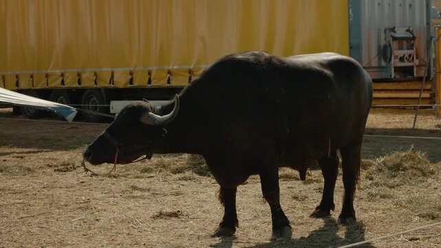 An Indian bison is shown walking and grazing in an open area next to a yellow trailer. The animal moves around and interacts with its surroundings in the afternoon light.