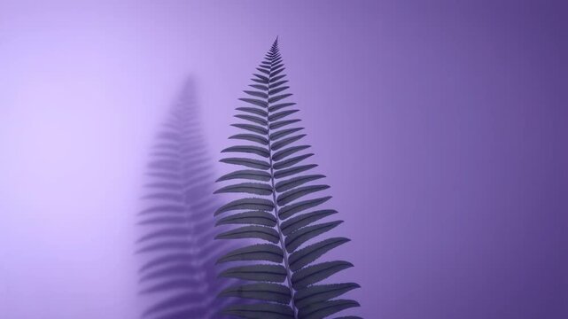 Fern frond turns from diagonal to upright against purple background as its shadow shifts